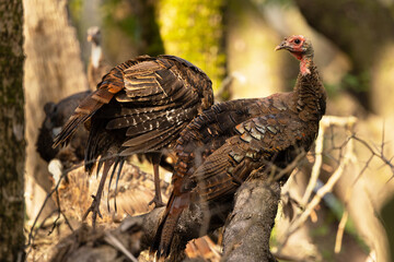 Wild turkeys (Meleagris gallopavo) in the forest at Myakka River State Park, Florida