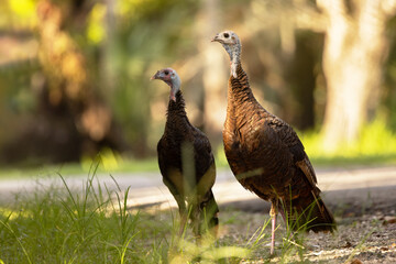 Wild turkeys (Meleagris gallopavo) in the forest at Myakka River State Park, Florida