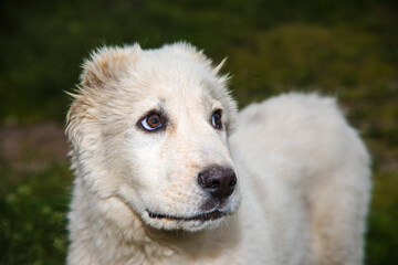 white dog portrait