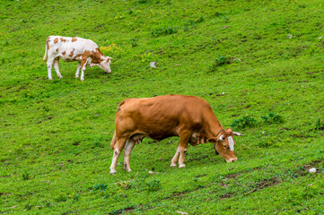 Fototapeta na wymiar A view of cows grazing on the hillside at Vintgar near Bled, Slovenia in summertime