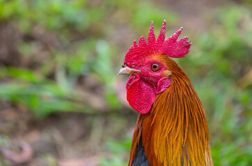 Rooster on Hawaii