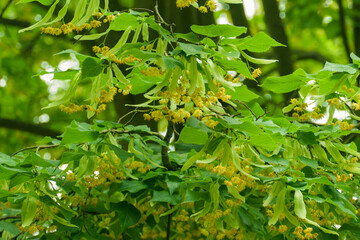 Drzewo lipy z gałęziami pokrytymi zielonymi liśćmi. wśród liści widać żółte kwiaty.  © boguslavus