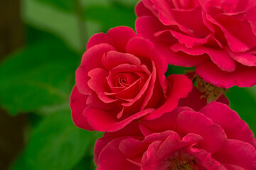 Lato w ogrodzie. Czerwone pąki róż na łodygach rosnących w ogrodzie krzewów.