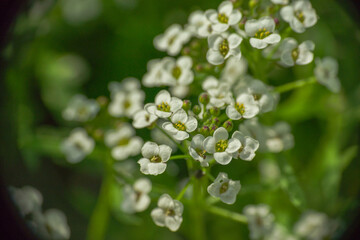 Lato w ogrodzie. Białe, drobne kwiaty smagliczki nadmorskiej rosnącej na ogrodowej rabacie.