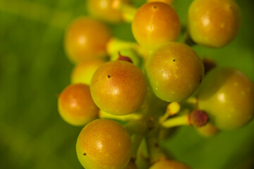 Lato na uprawie winorośli.  Winogrona oświetlone promieniami słońca. Są one w trakcie dojrzewania mają lekko czerwony kolor.