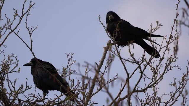 Two rooks (Corvus frugilegus) sitting in the top of a tree