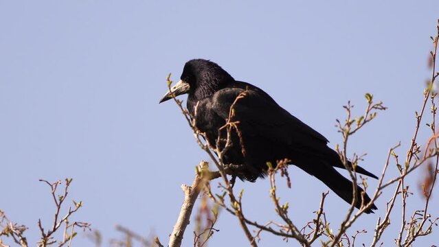 A rook (Corvus frugilegus) sitting in the top of a tree