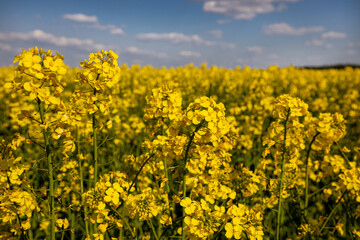 Yellow rapeseed field in the field and picturesque sky with white clouds. Blooming yellow canola flower meadows. Rapeseed crop in Ukraine.