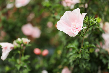 renewal, growth, beauty, nature, life, hope, harmony, vitality, serenity, freshness, rebirth, abundance, resilience, nourishment, balance, calm, spirituality, healing, fertility, regeneration, prosper