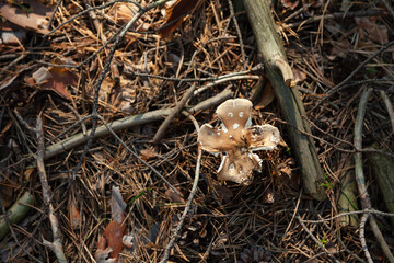 This funny mushroom is old fly agaric growing in a coniferous forest among pine needles. Poisonous mushroom. Idea for Halloween. Amanita Citrina. Top View. Selective focus.