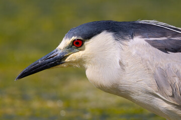 Black-crowned night heron, seen in the wild in a North California marsh