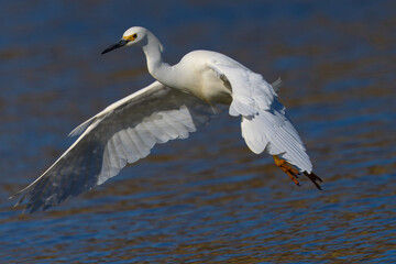 Fototapeta na wymiar Close-up of a snowy egret flying, , seen in the wild in a North California marsh