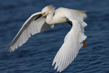 Fototapeta na wymiar Close-up of a snowy egret flying, , seen in the wild in a North California marsh