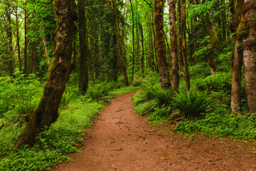 Obraz premium Curvy Trail through the Lush Foliage in the Woods