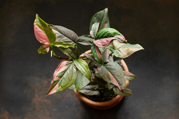 Syngonium Pink Splash Red Spot Potted Plant