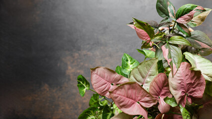 Syngonium Dusty Pink Leaves Plant Mix Background