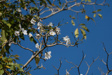flowers are white