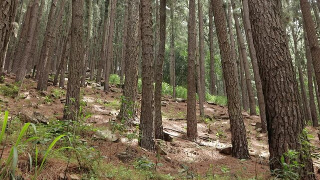Panning shot of pine woods and tree trunks in Sri Lankan Forest 
