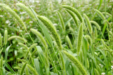 green wheat field