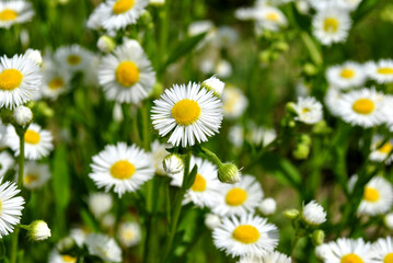 Obraz premium field of daisies