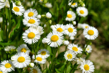 daisies in the grass