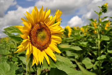 sunflower in the field