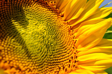 sunflower close up