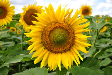 Fototapeta premium field of sunflowers