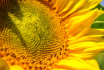 close up of sunflower