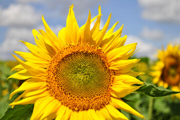 Fototapeta premium sunflower of blue sky
