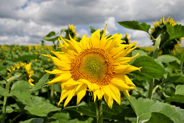 sunflower in the field