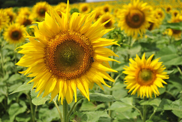 Obraz premium field of sunflowers