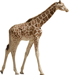 Girafe vecteur