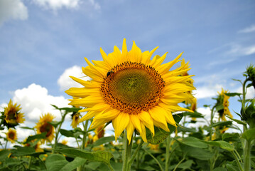 Fototapeta premium sunflower in the field