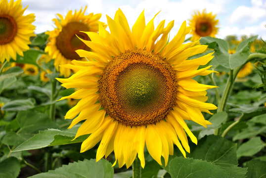 field of sunflowers © Dmytro