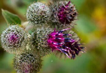 thistle 