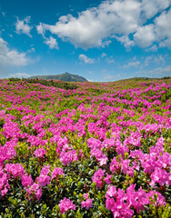 Obraz na płótnie Canvas Blossoming slopes (rhododendron flowers ) of Carpathians.