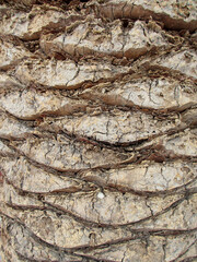 trunk of a palm tree, background