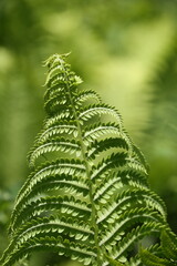 Fototapeta na wymiar fern, green background