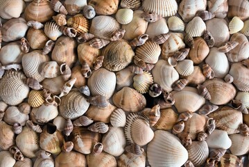 seashells on the sand