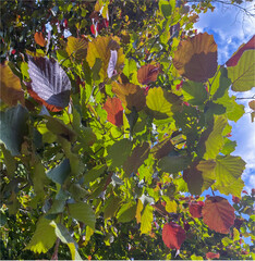 a tree with red-green leaves in the park against the blue sky