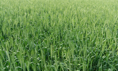 Wheat farming landscape of Bangladesh. Green grain wheat field in South Asia. Close up of wheat grains.