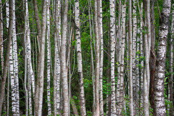 green birch forest