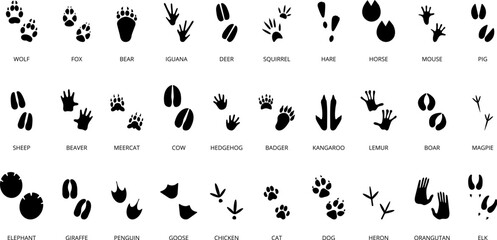 Black animal tracking footprints. Isolated wild animal paws prints, lizard, crocodile and cat. Reptile and bird foots, decent vector hunter set - obrazy, fototapety, plakaty