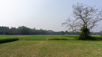 Fototapeta premium Wheat farming landscape of Bangladesh. Green grain wheat field in South Asia. This is the image of green Bangladesh.