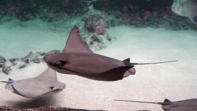 Large scale oceanarium of marine life with many species of underwater sealife. marine fish in the aquarium