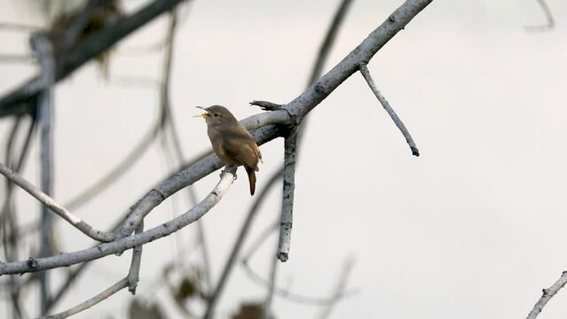 Tropical bird known as the "wren or wren" (Troglodytes aedeon), isolated in selective focus. Corru&iacute;ra bird.