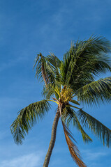 Tropical Coconut Palm Tree with Golden Yellow Seed Pod.