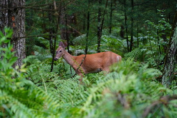 Whitetail female doe adult deer hanging out in the forest.
