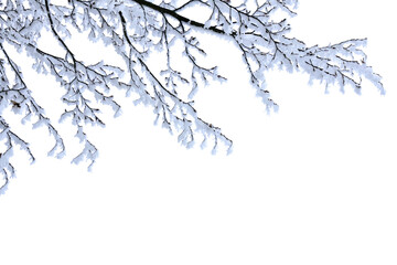 Branches of tree covered of hoarfrost in winter in forest on white background with space for text